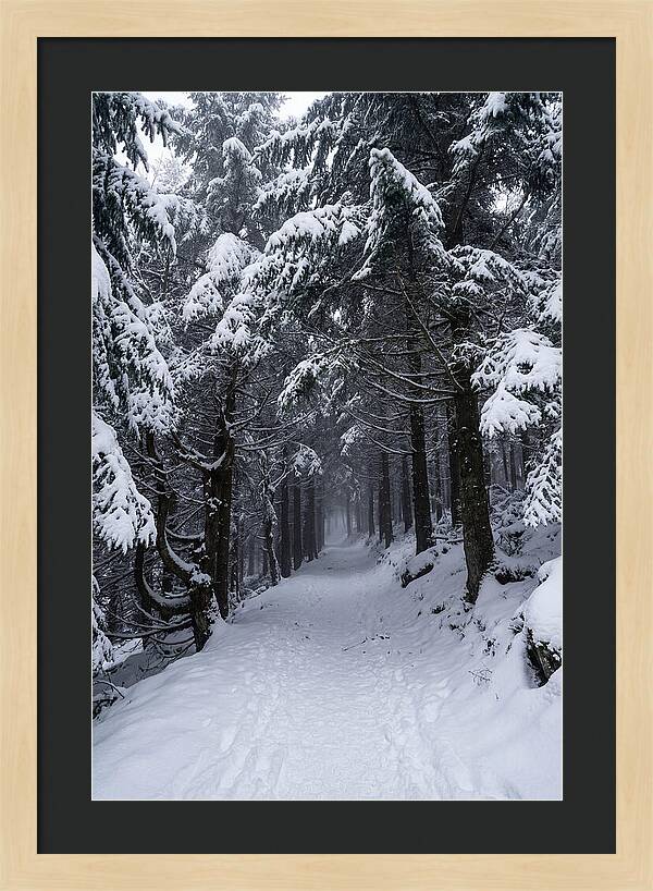 Inside The Enchanted Forest