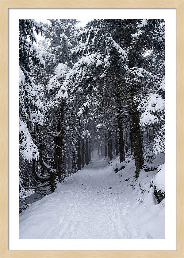 Inside The Enchanted Forest