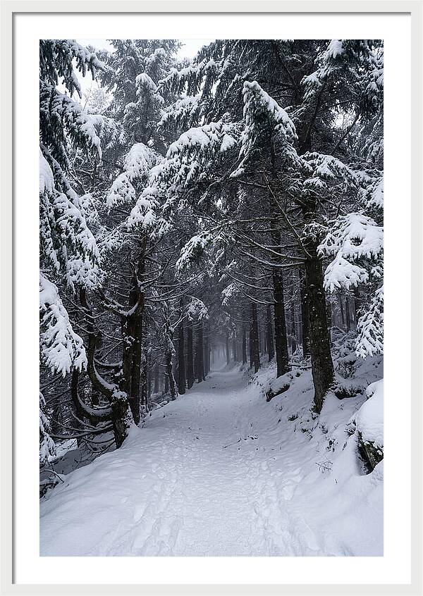 Inside The Enchanted Forest