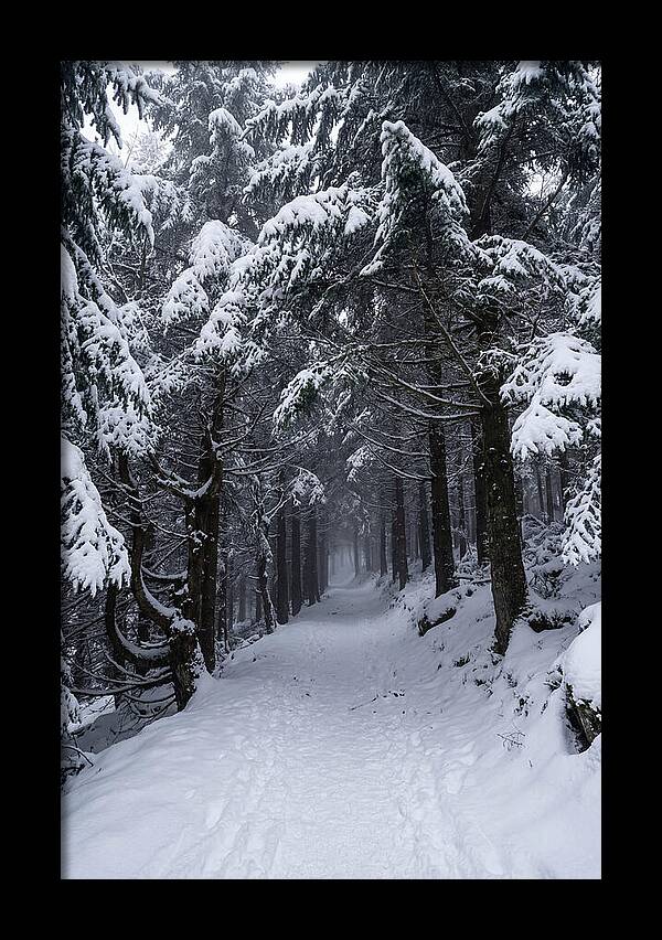 Inside The Enchanted Forest