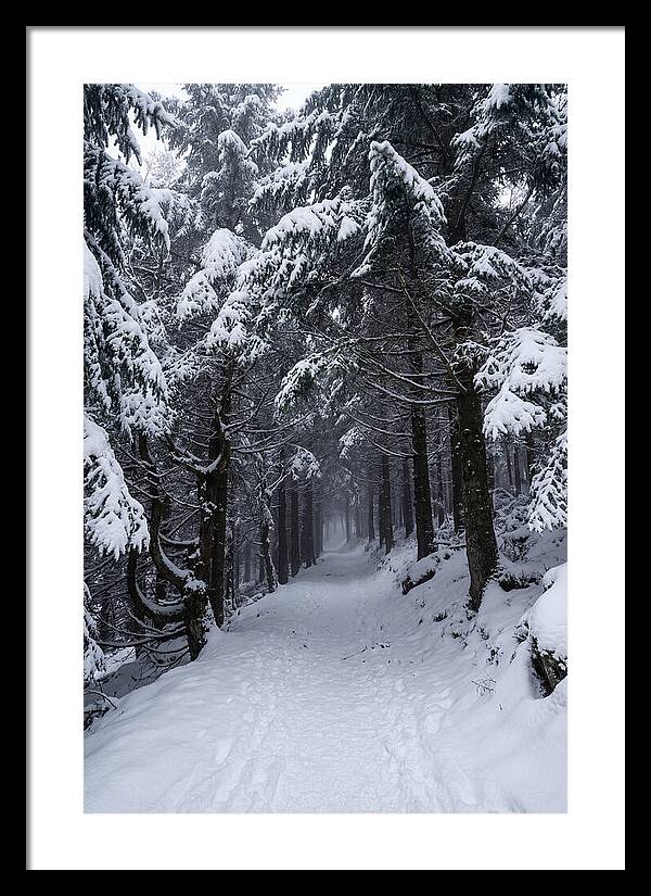 Inside The Enchanted Forest