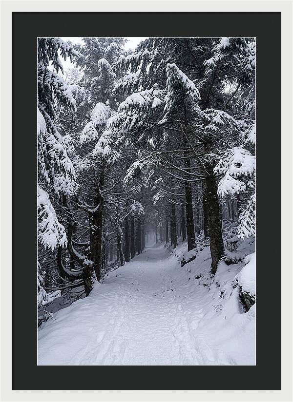 Inside The Enchanted Forest