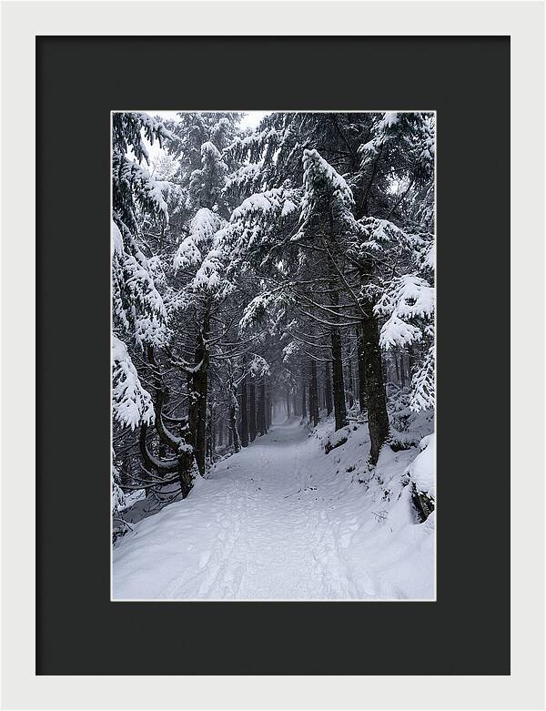 Inside The Enchanted Forest
