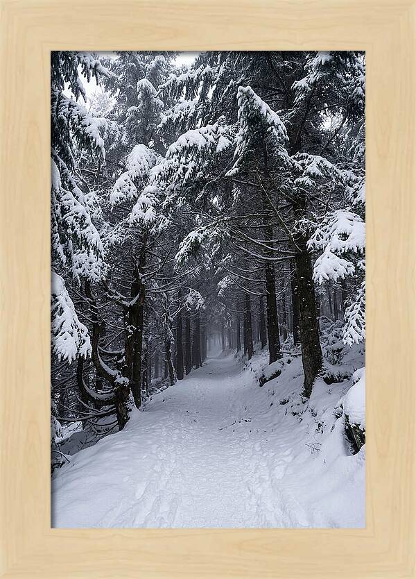 Inside The Enchanted Forest
