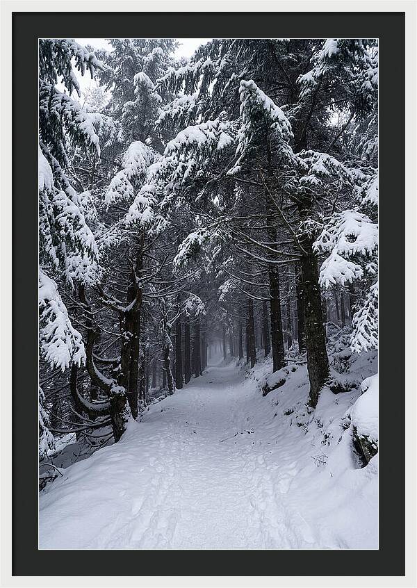 Inside The Enchanted Forest