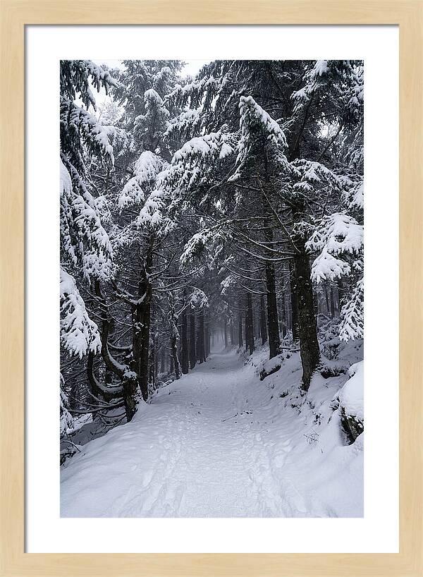 Inside The Enchanted Forest