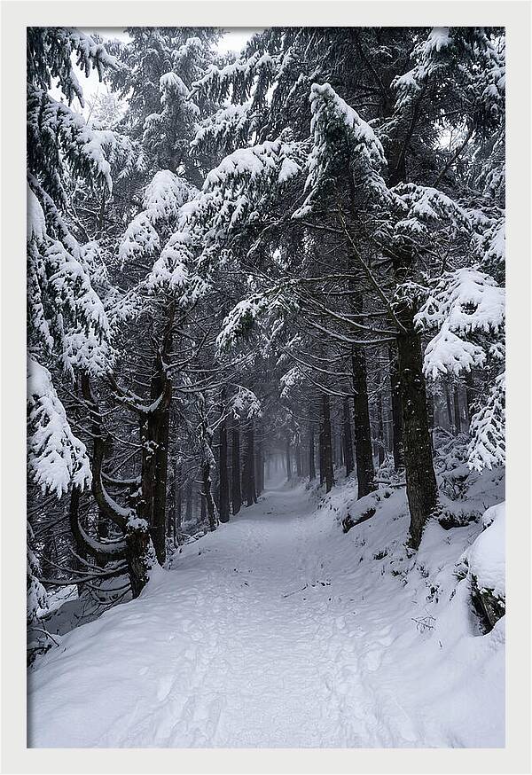 Inside The Enchanted Forest