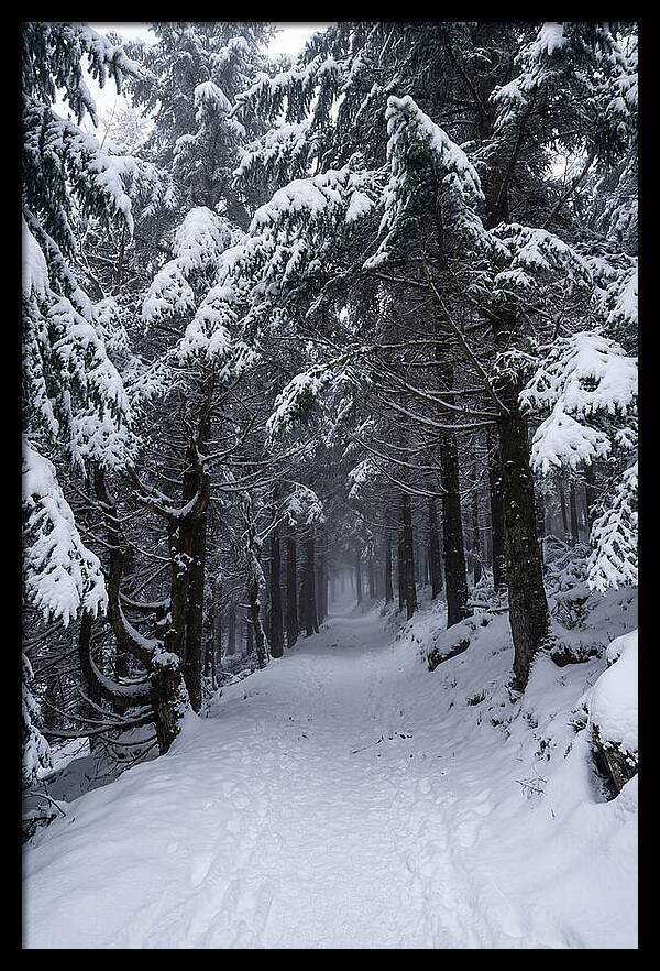 Inside The Enchanted Forest