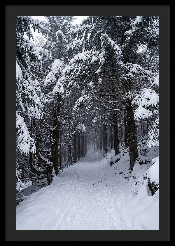 Inside The Enchanted Forest