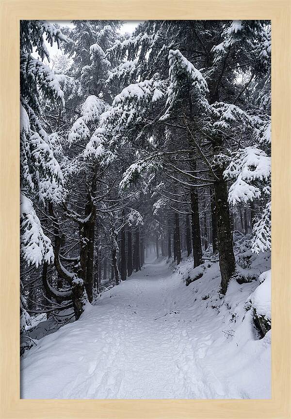Inside The Enchanted Forest