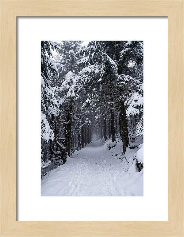 Inside The Enchanted Forest