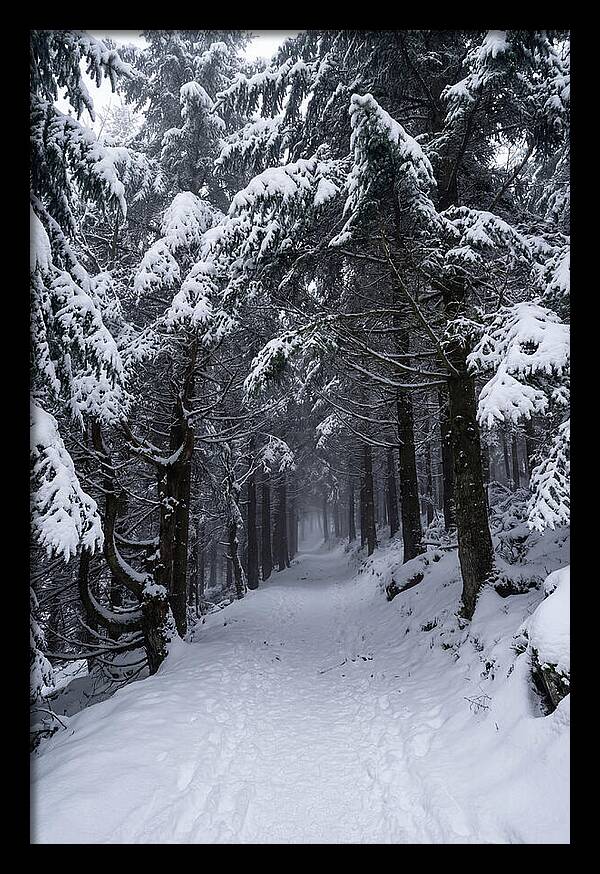 Inside The Enchanted Forest