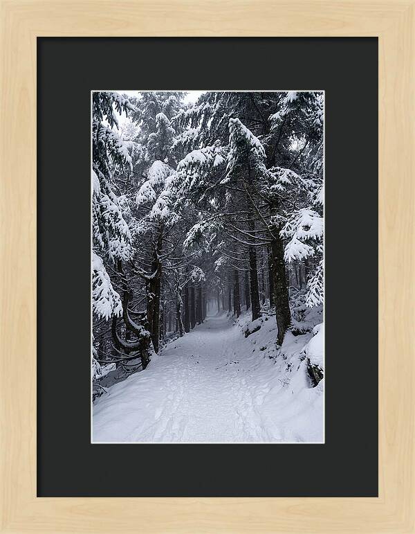 Inside The Enchanted Forest