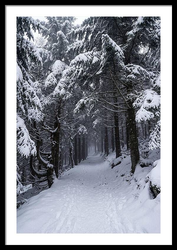 Inside The Enchanted Forest