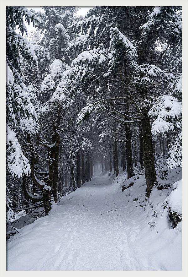 Inside The Enchanted Forest