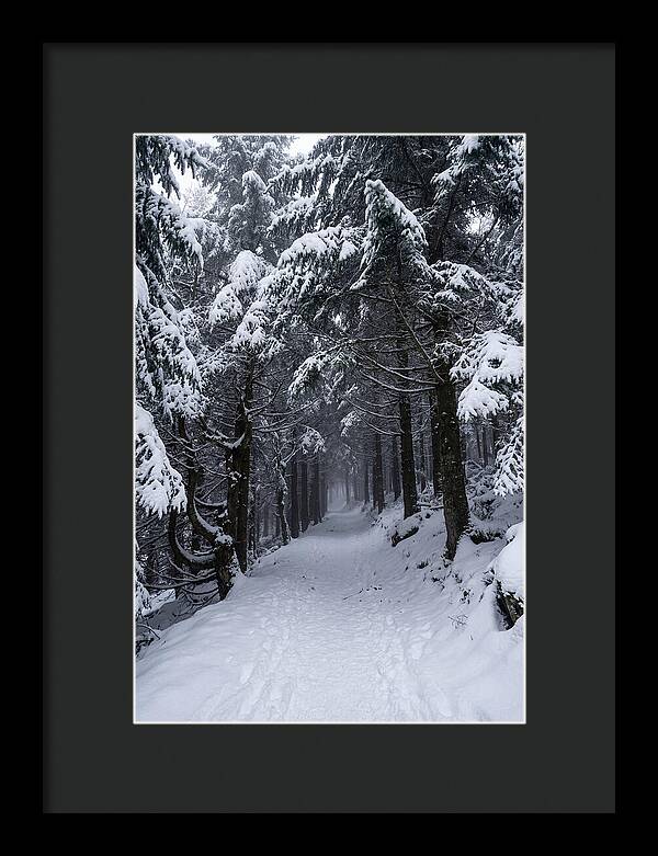 Inside The Enchanted Forest