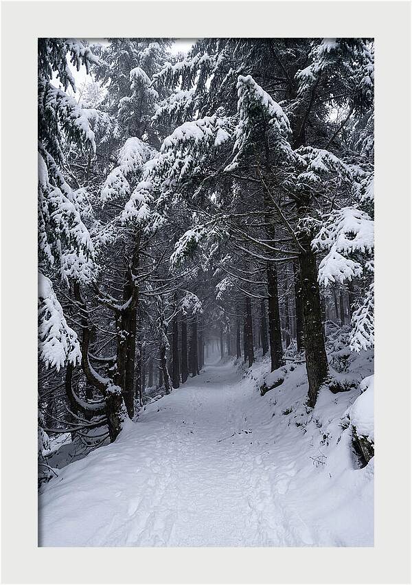 Inside The Enchanted Forest