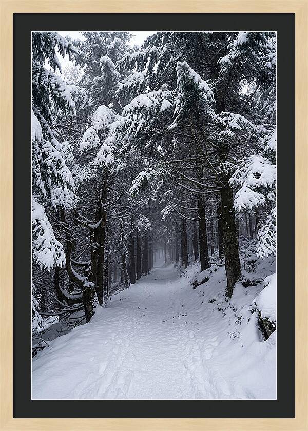 Inside The Enchanted Forest