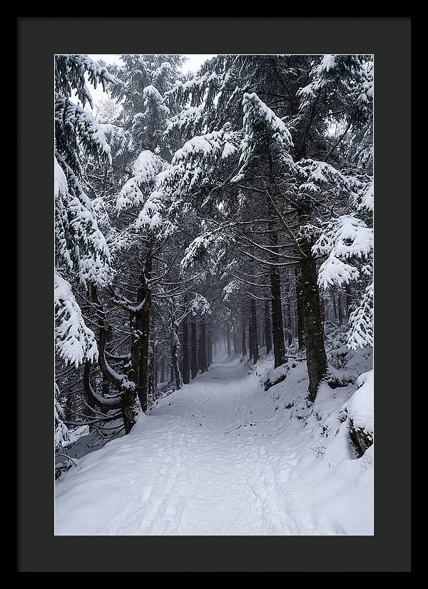 Inside The Enchanted Forest