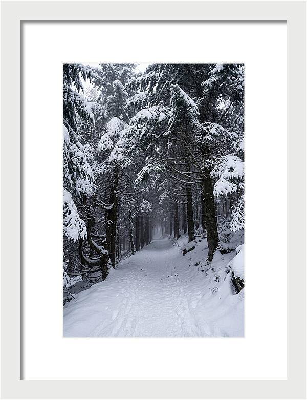 Inside The Enchanted Forest