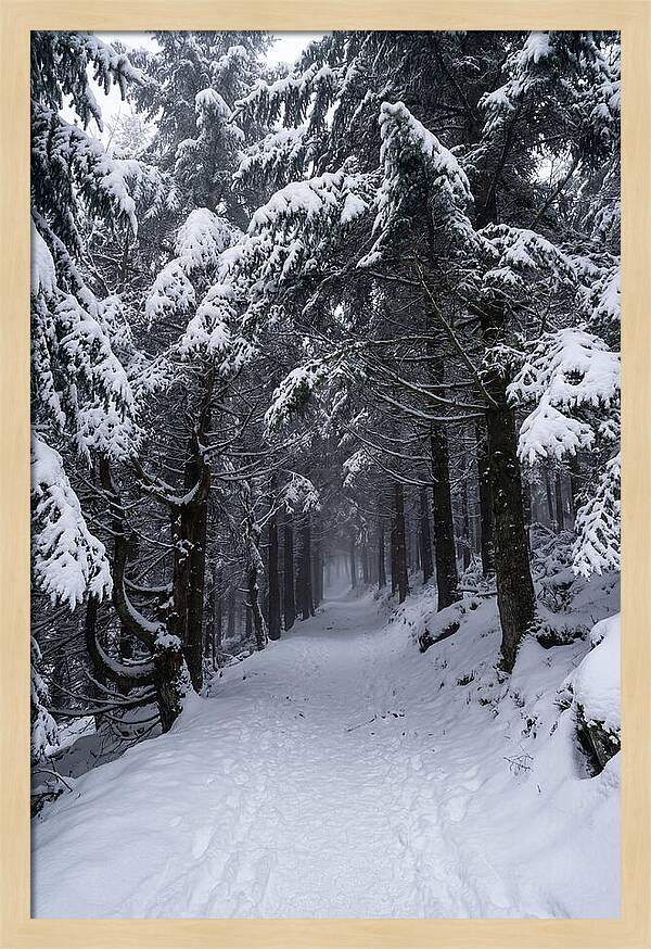 Inside The Enchanted Forest