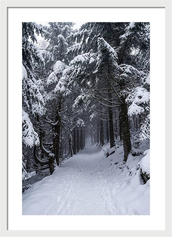 Inside The Enchanted Forest