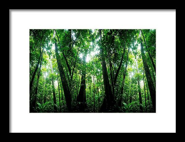 Inside The Lush Amazon Canopy