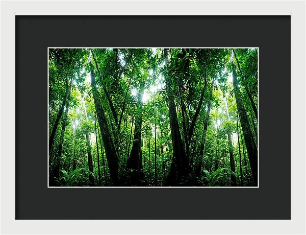 Inside The Lush Amazon Canopy