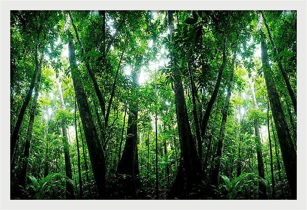 Inside The Lush Amazon Canopy