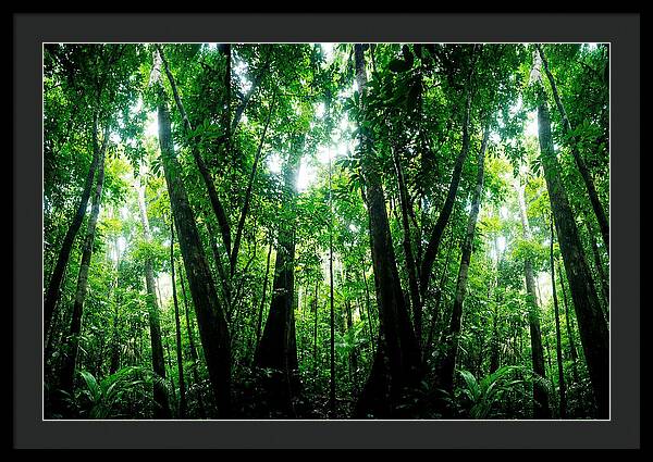 Inside The Lush Amazon Canopy