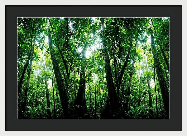 Inside The Lush Amazon Canopy