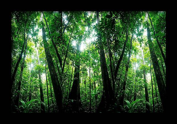 Inside The Lush Amazon Canopy