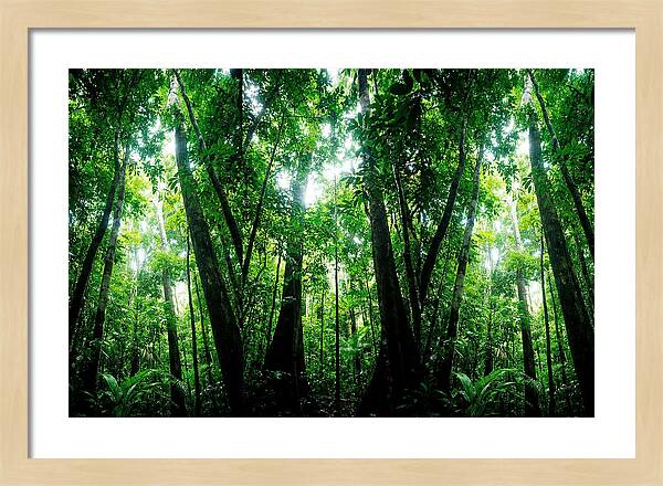 Inside The Lush Amazon Canopy
