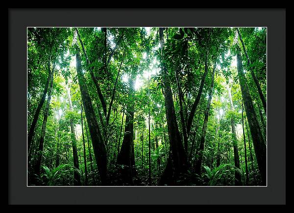 Inside The Lush Amazon Canopy