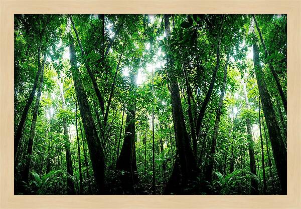 Inside The Lush Amazon Canopy