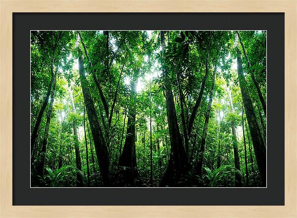 Inside The Lush Amazon Canopy