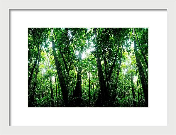 Inside The Lush Amazon Canopy