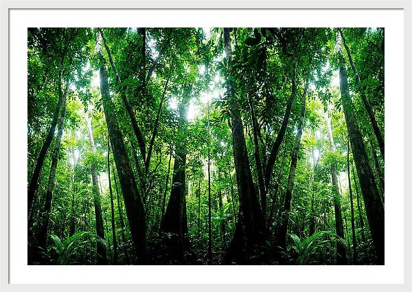 Inside The Lush Amazon Canopy