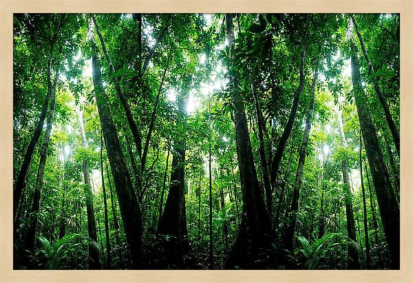 Inside The Lush Amazon Canopy