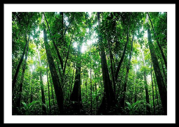 Inside The Lush Amazon Canopy