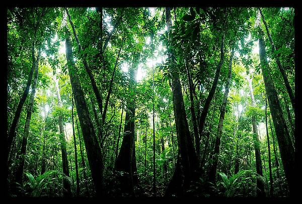 Inside The Lush Amazon Canopy