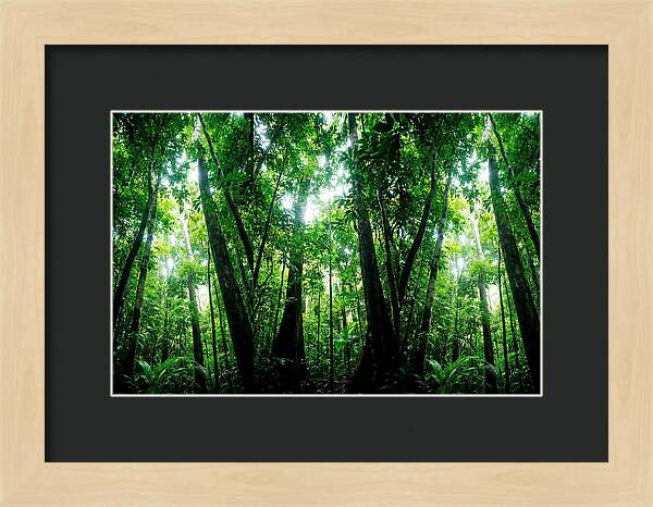Inside The Lush Amazon Canopy