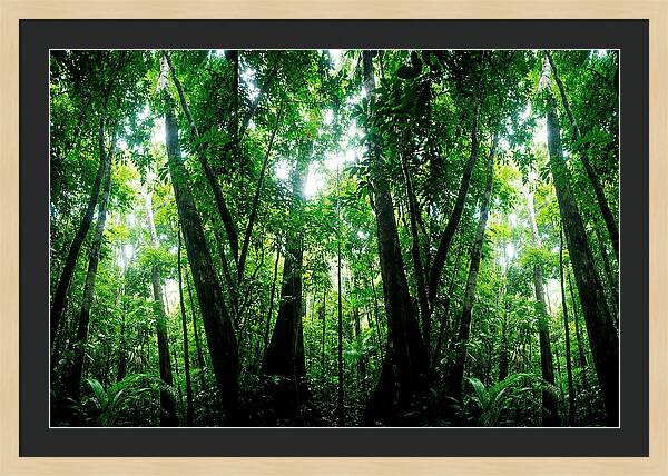 Inside The Lush Amazon Canopy
