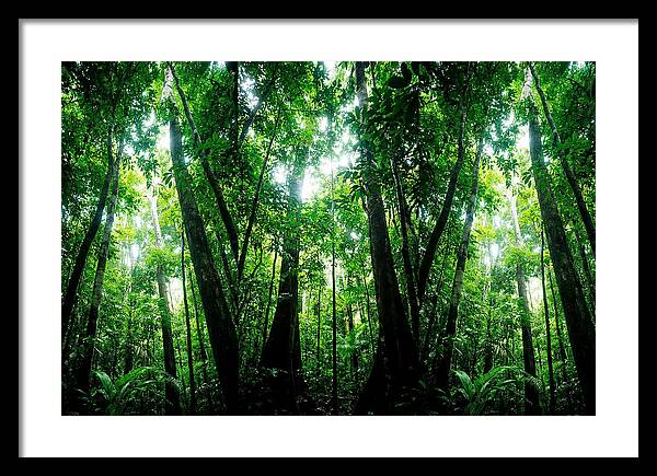 Inside The Lush Amazon Canopy