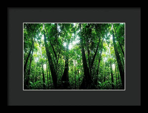 Inside The Lush Amazon Canopy