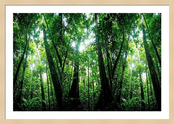 Inside The Lush Amazon Canopy