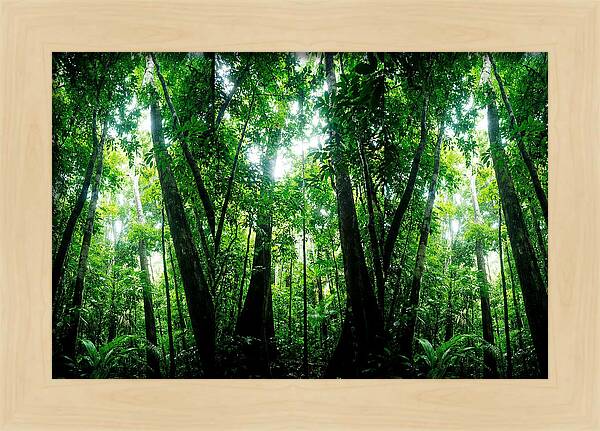 Inside The Lush Amazon Canopy