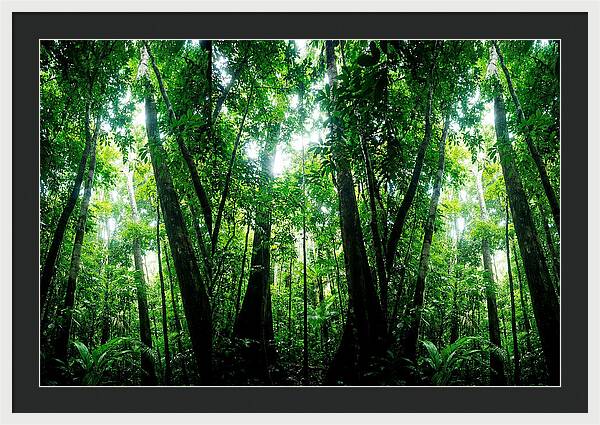 Inside The Lush Amazon Canopy