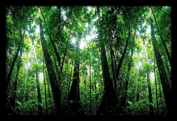 Inside The Lush Amazon Canopy