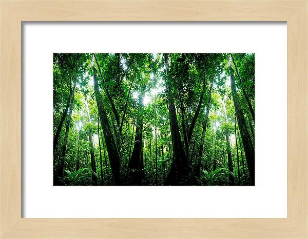 Inside The Lush Amazon Canopy